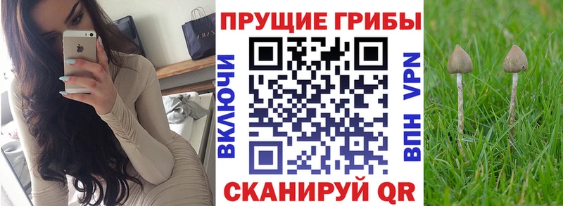площадка как зайти  купить   блэк спрут tor  Николаевск  Псилоцибиновые грибы прущие грибы 